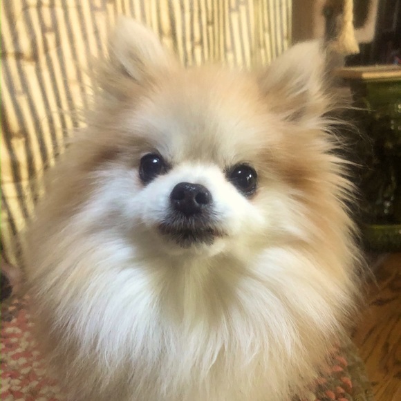 Meet your Posher, B.L. - Picture 1 of 1